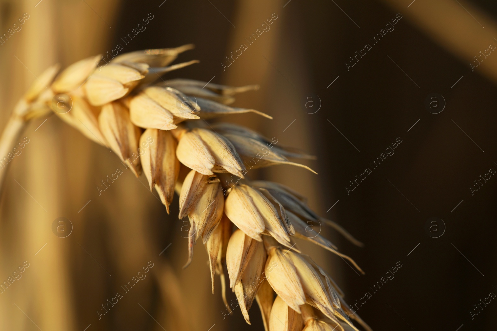 Photo of Ripe wheat spike in agricultural field on sunny day, closeup