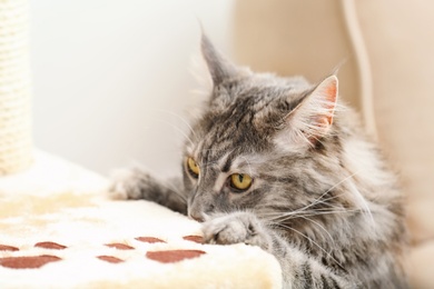 Adorable Maine Coon climbing on cat tree at home