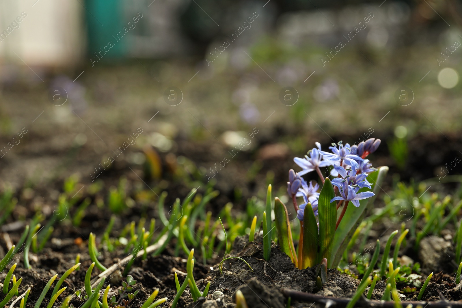 Photo of Beautiful lilac alpine squill flowers in garden