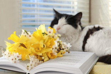 Beautiful bouquet of yellow daffodils, book and fluffy cat near window