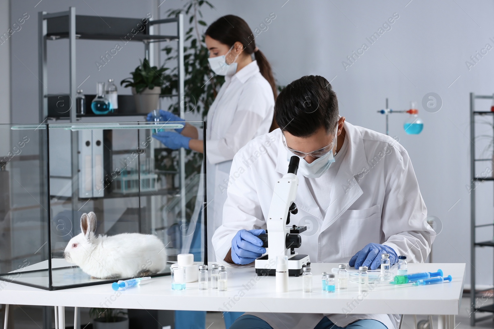 Photo of Scientists working in chemical laboratory. Animal testing