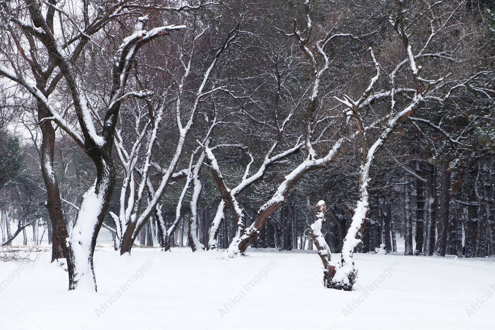 Photo of Picturesque view of beautiful forest covered with snow