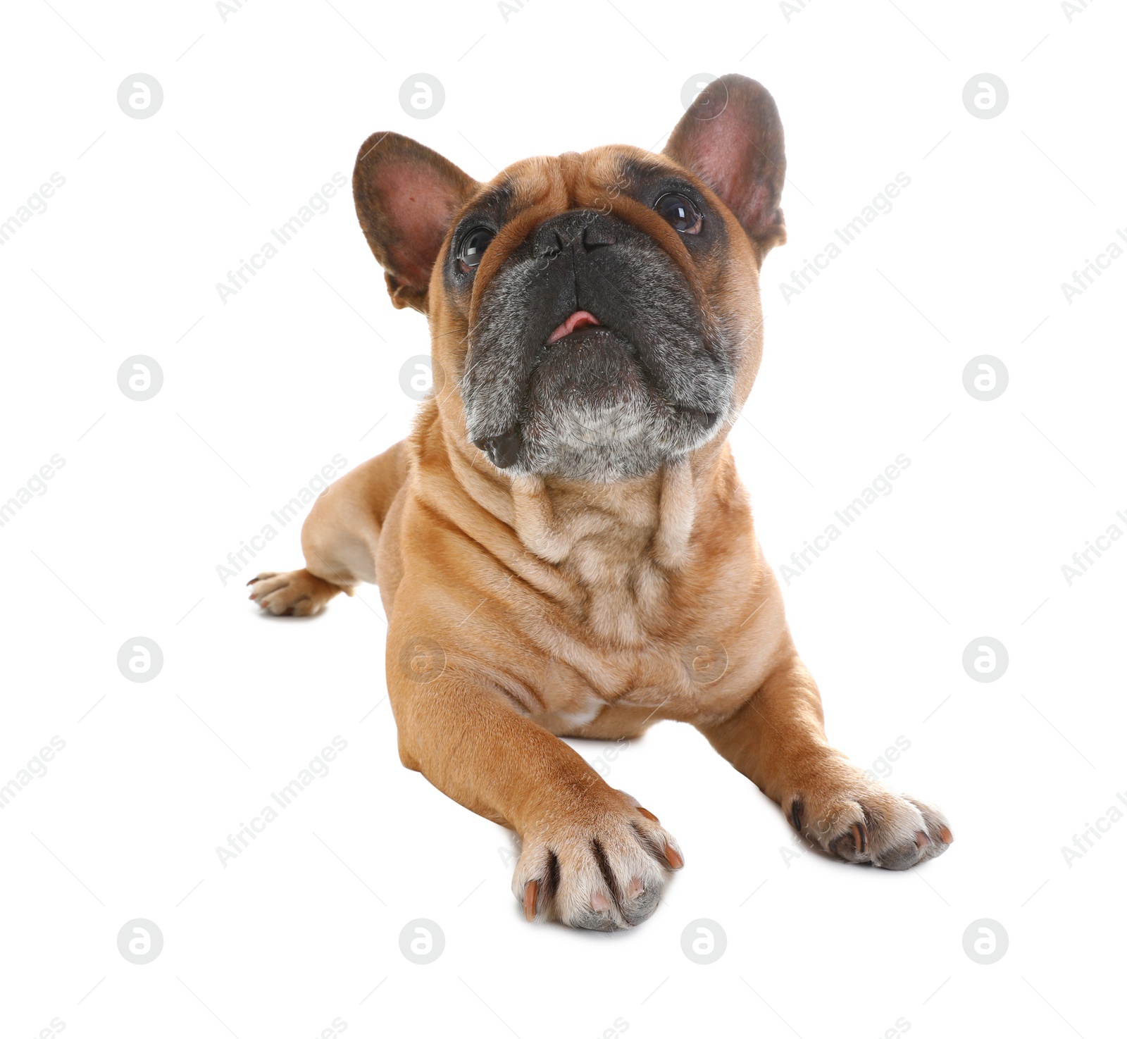 Photo of Cute French bulldog on white background. Funny pet