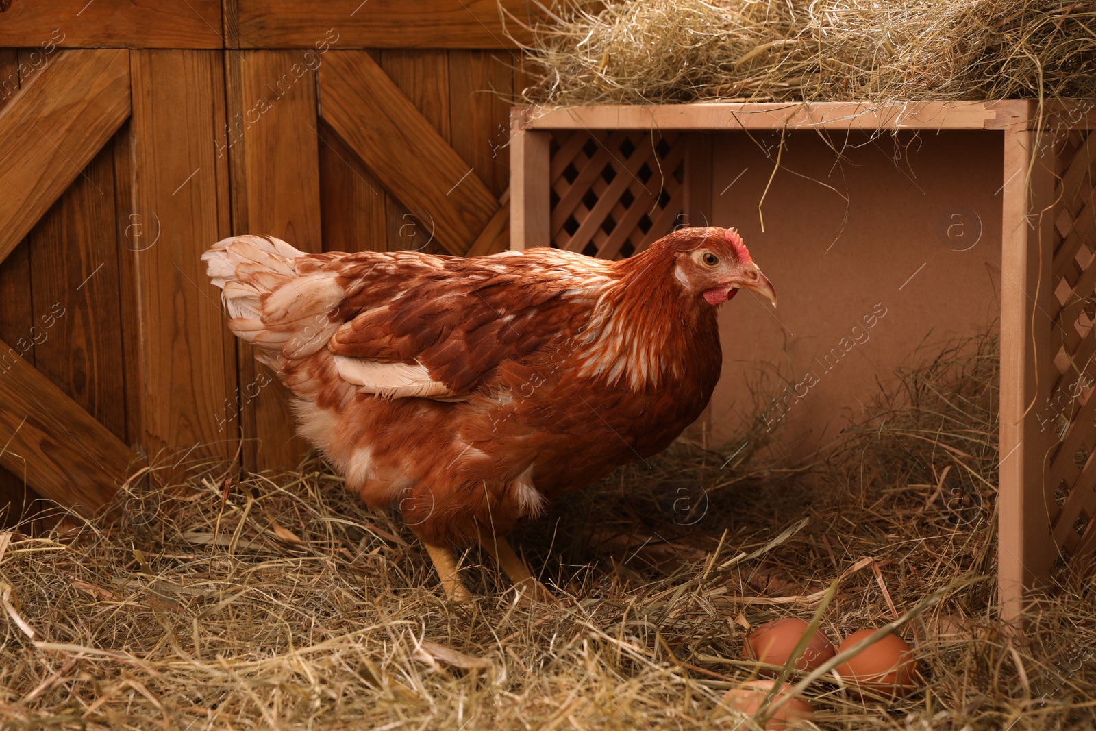 Photo of Beautiful chicken near nesting box with eggs in henhouse