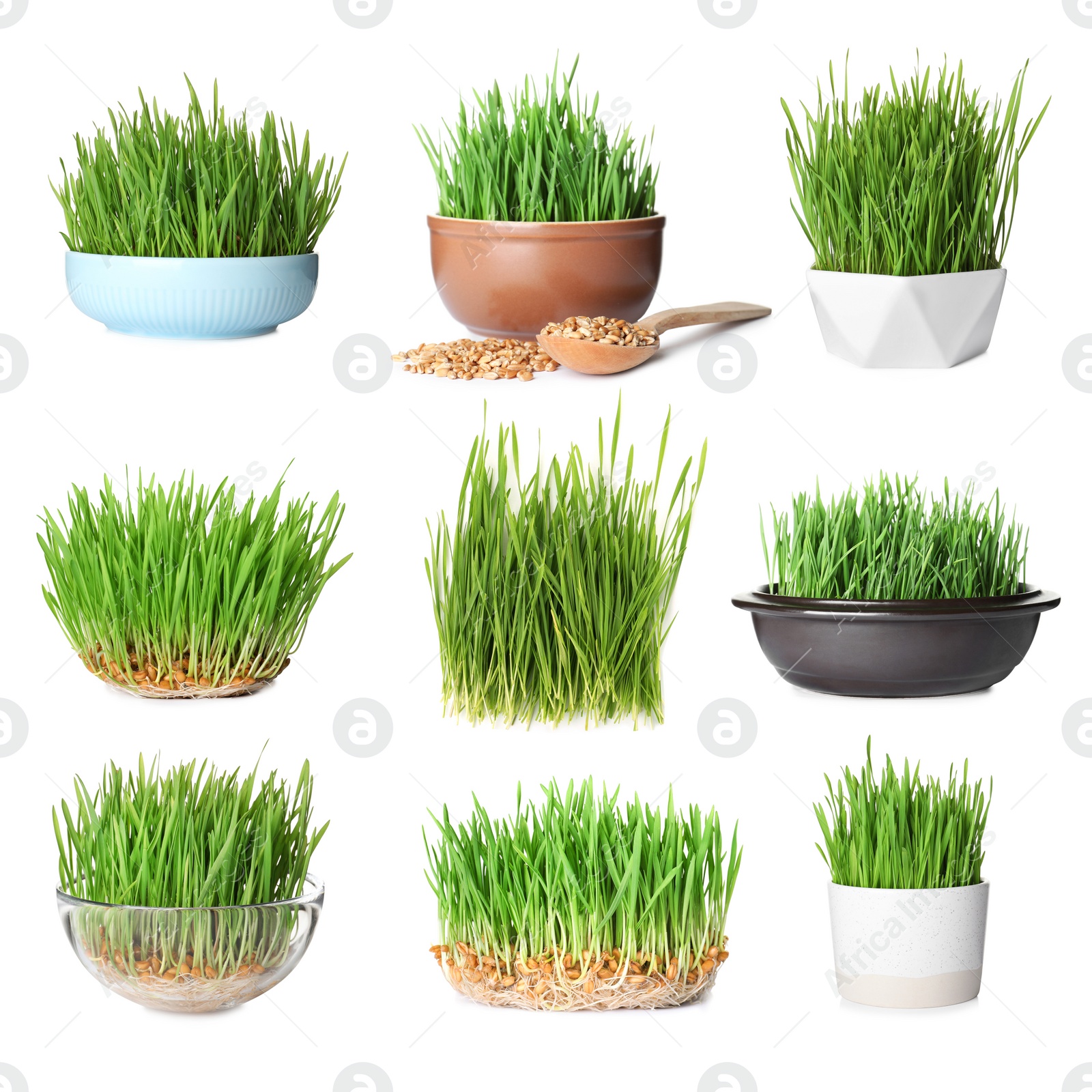 Image of Set with fresh wheat grass on white background