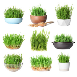 Set with fresh wheat grass on white background