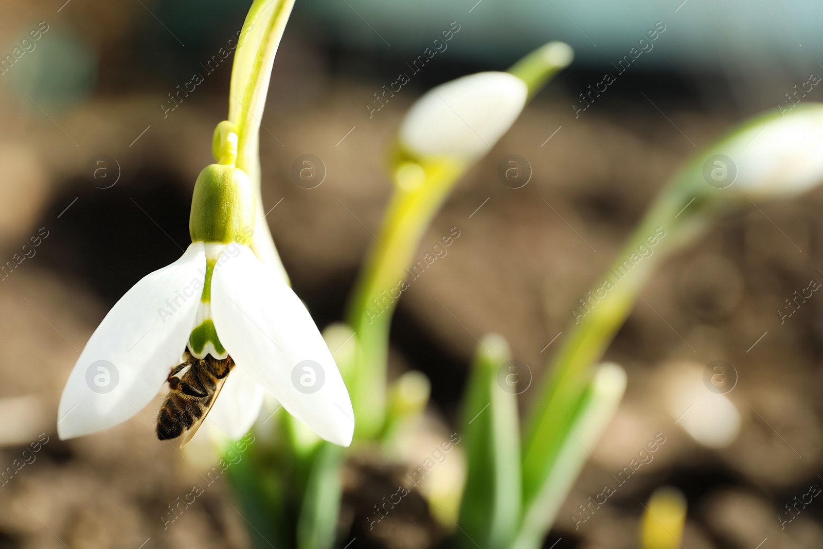 Photo of Bee pollinating beautiful snowdrop outdoors, closeup. Space for text