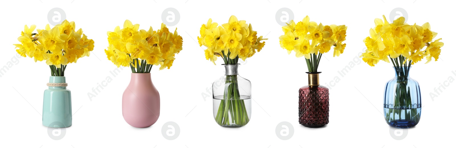 Image of Set with beautiful yellow daffodils in vases on white background. Banner design