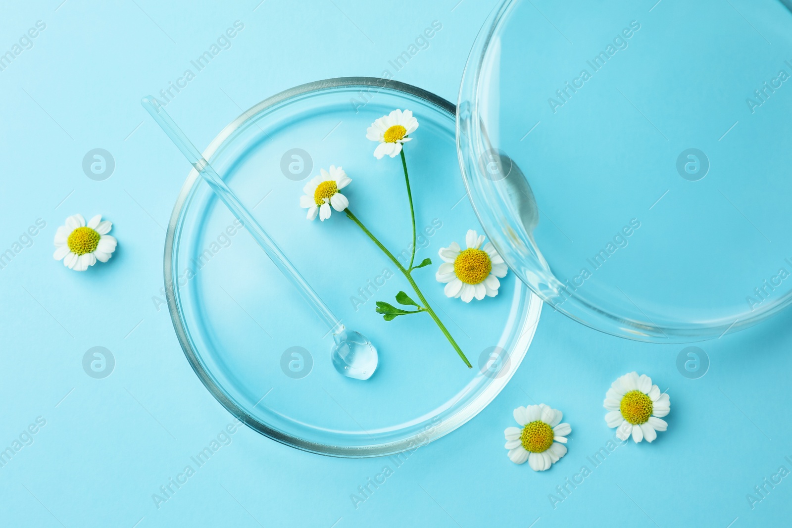 Photo of Petri dishes with chamomile flowers and glass stirring rod on light blue background, top view