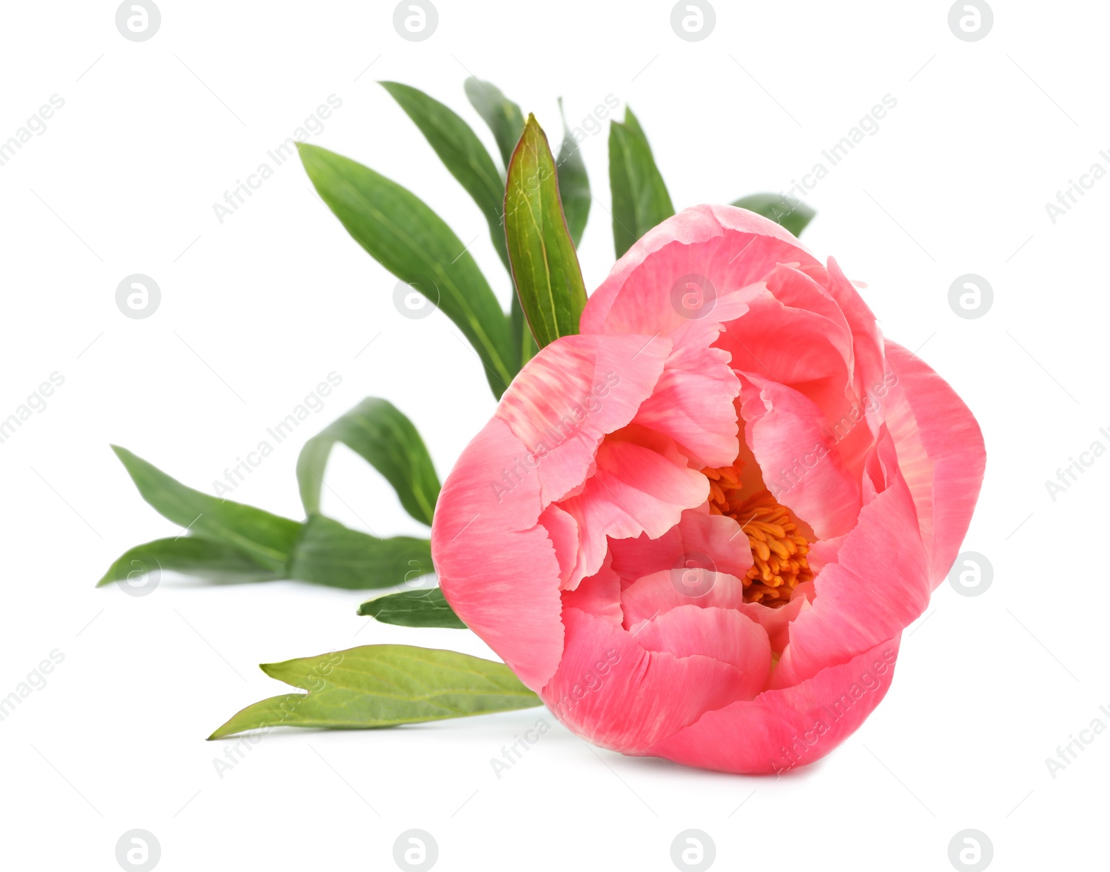 Photo of Beautiful pink peony bud isolated on white