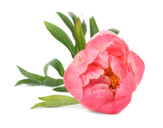 Beautiful pink peony bud isolated on white