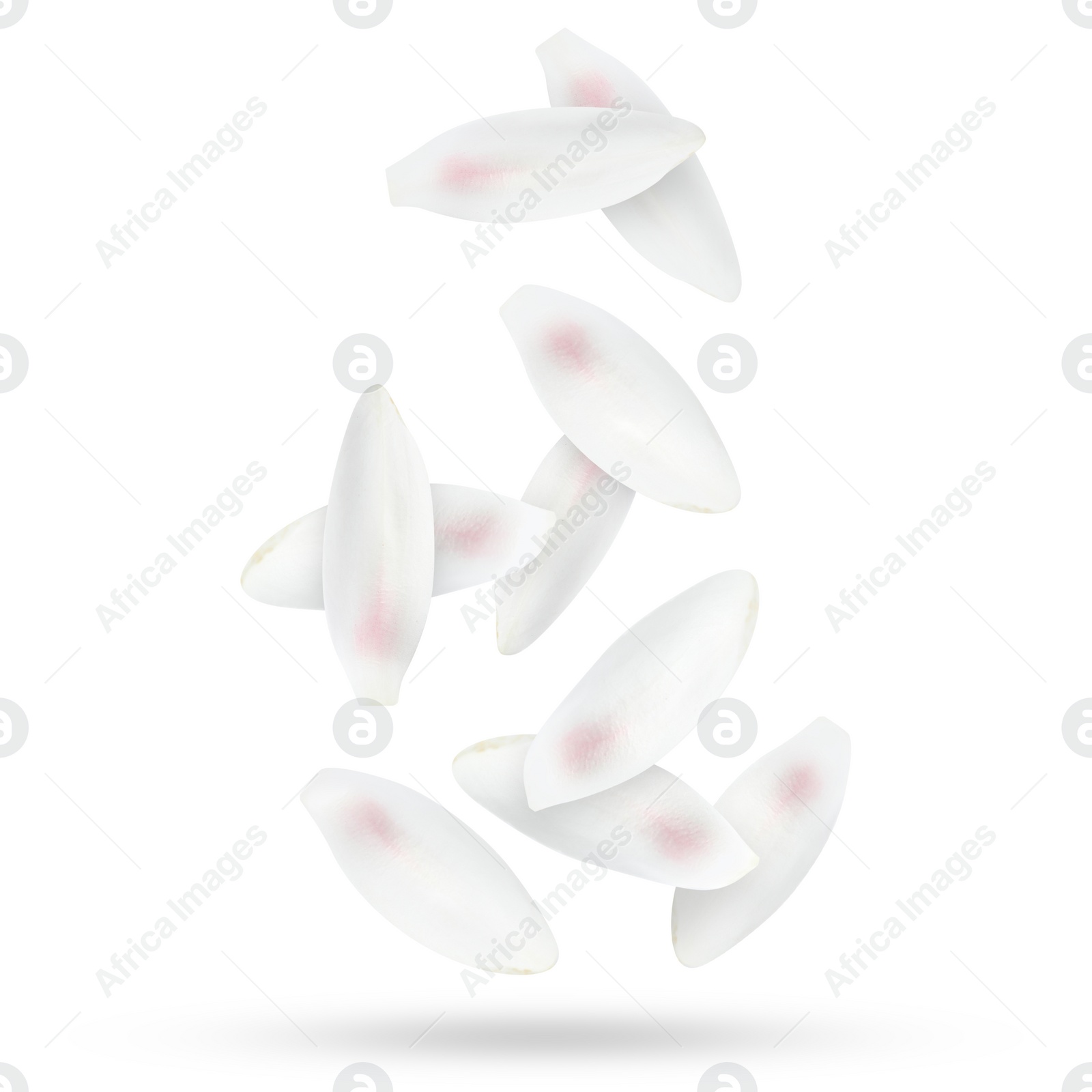 Image of Lotus flower petals falling on white background