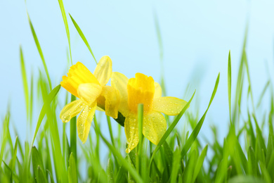 Bright spring grass and daffodils with dew against light blue background, closeup