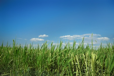 Green grass in field on sunny day