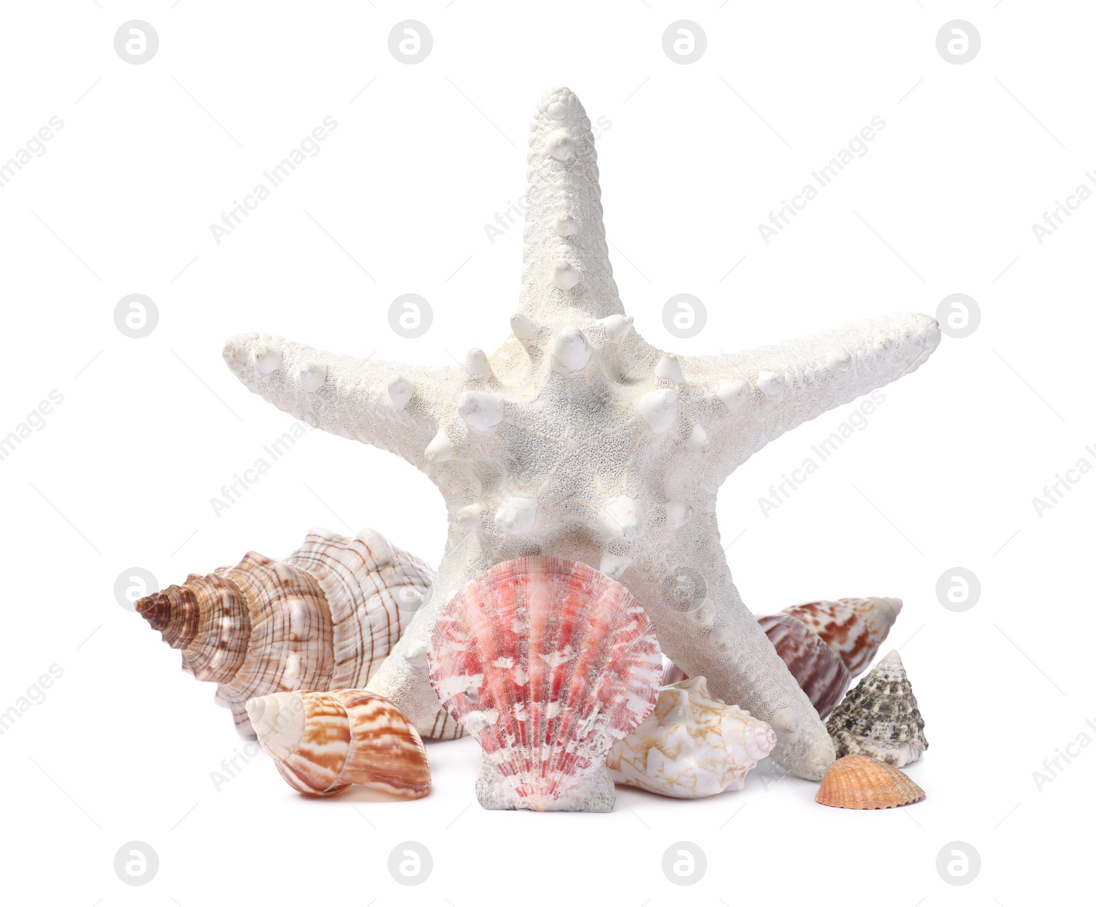 Photo of Beautiful sea star and seashells on white background