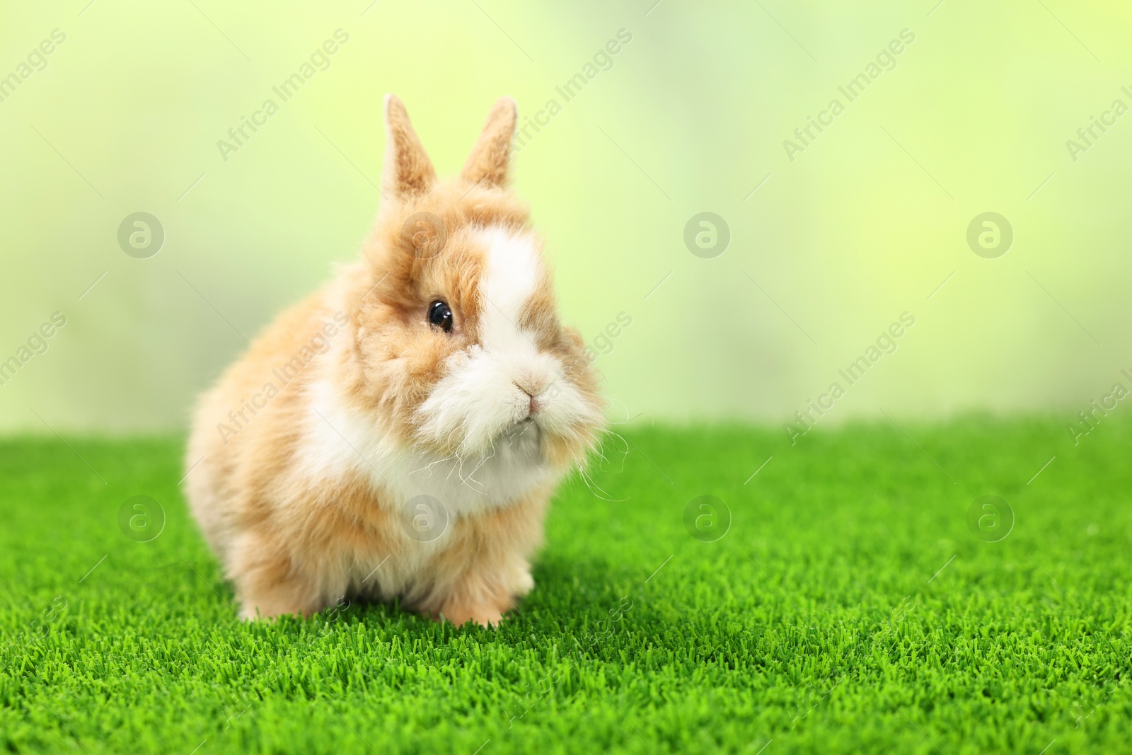 Photo of Cute fluffy pet rabbit on green grass outdoors. Space for text