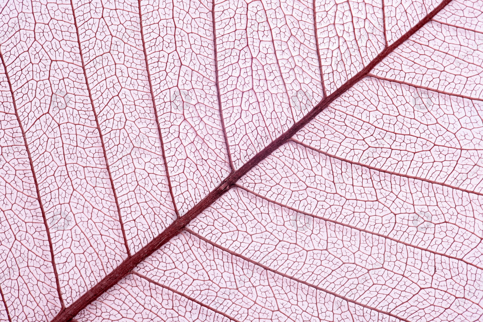 Photo of Closeup view of beautiful decorative skeleton leaf