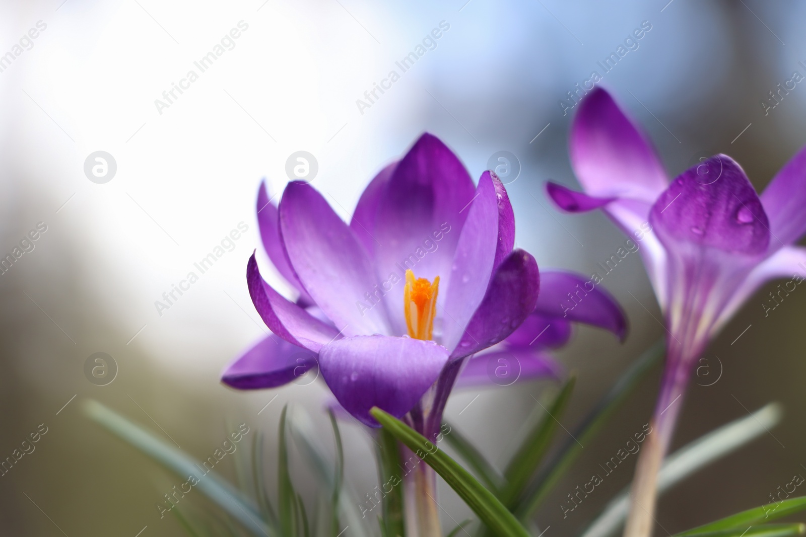 Photo of Fresh purple crocus flowers growing on blurred background