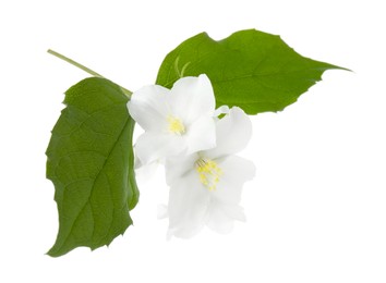 Photo of Branch of jasmine flowers and leaves isolated on white