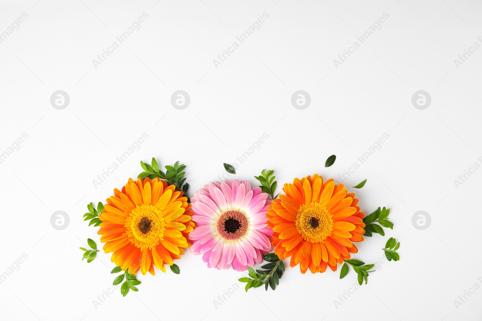 Photo of Flat lay composition with beautiful bright gerbera flowers on white background. Space for text