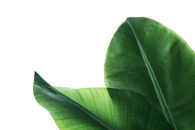 Photo of Fresh green banana leaves on white background, top view. Tropical foliage