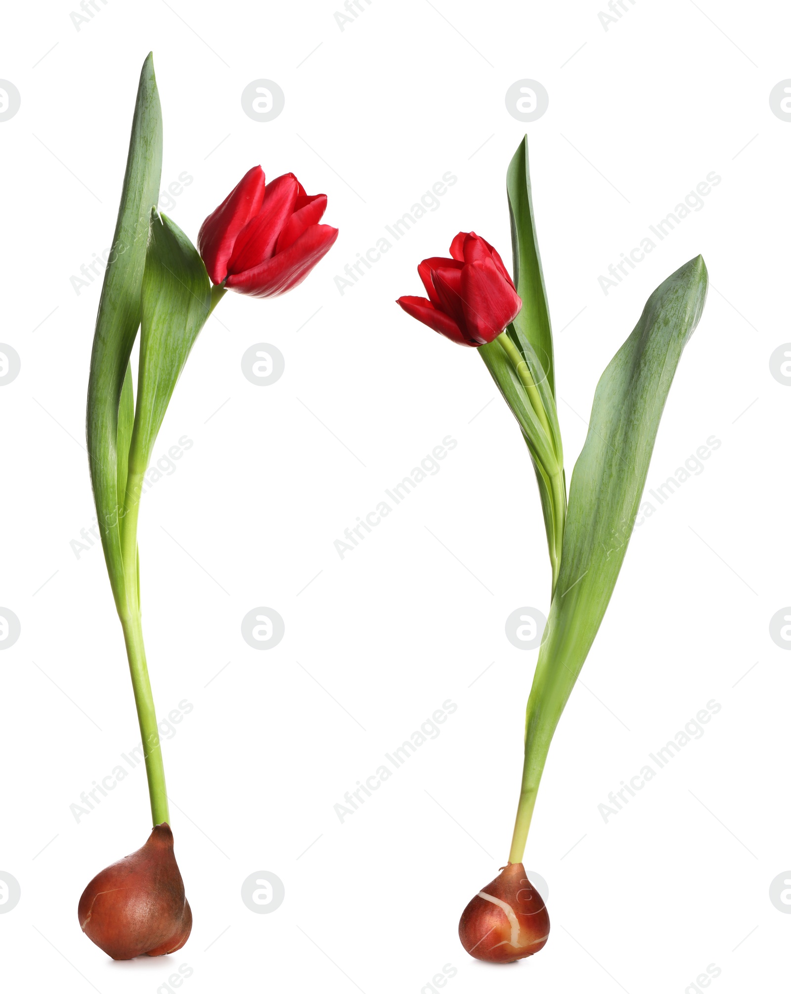 Image of Two red tulips with bulbs on white background