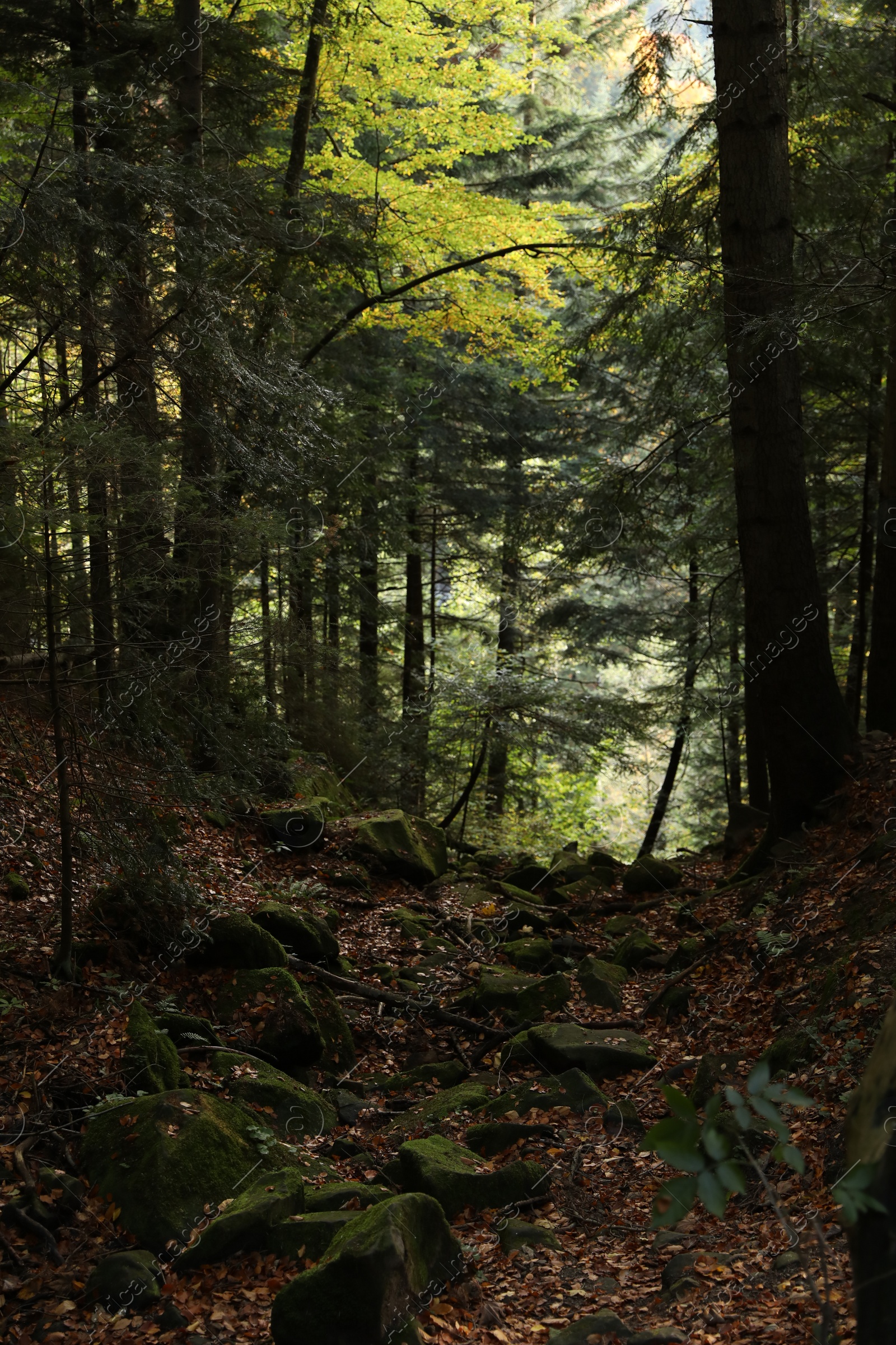 Photo of Picturesque view of pathway with stone among many trees in beautiful forest on autumn day