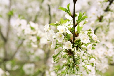 Photo of Beautiful blossoming tree branch on spring day