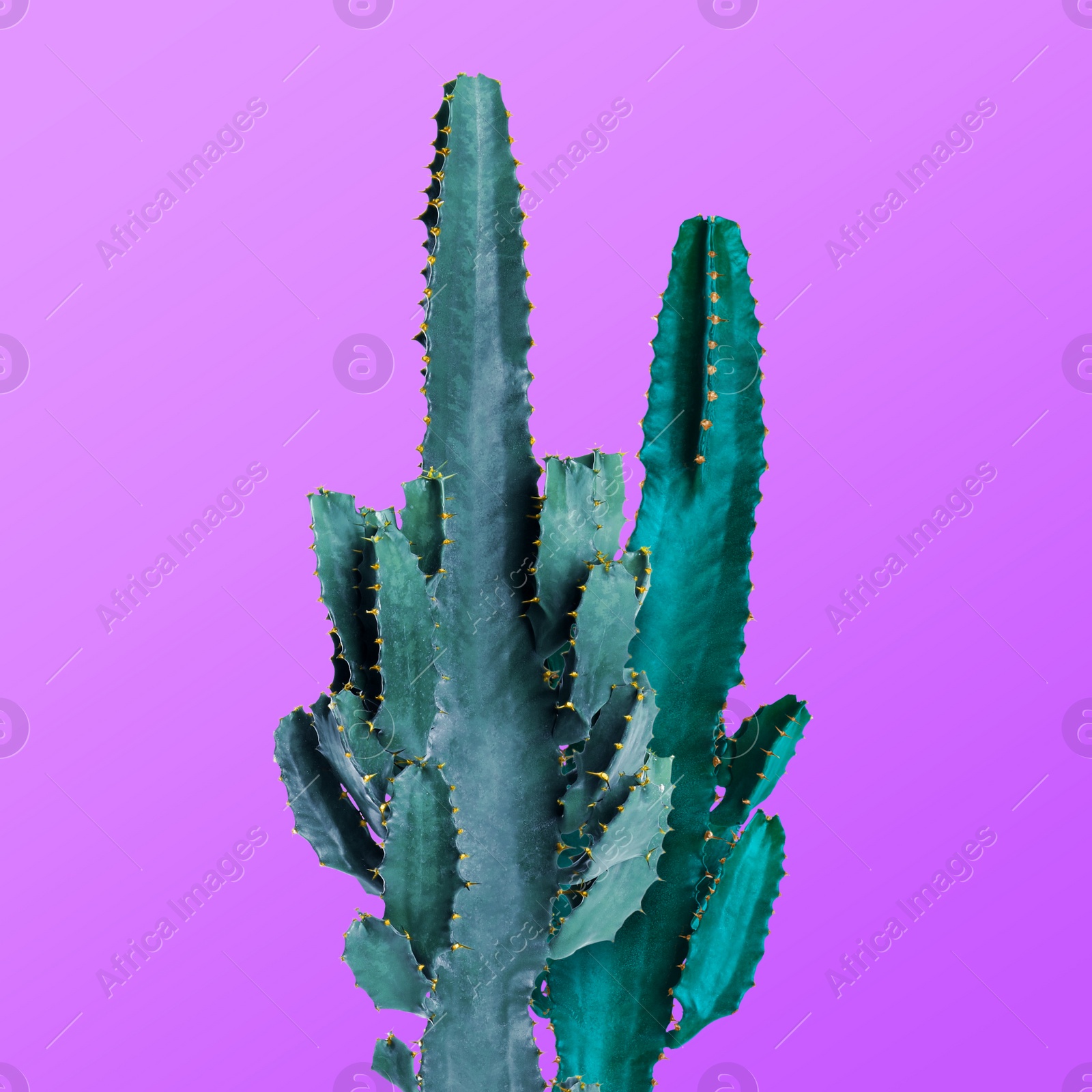 Image of Beautiful cactuses on purple background. Creative design