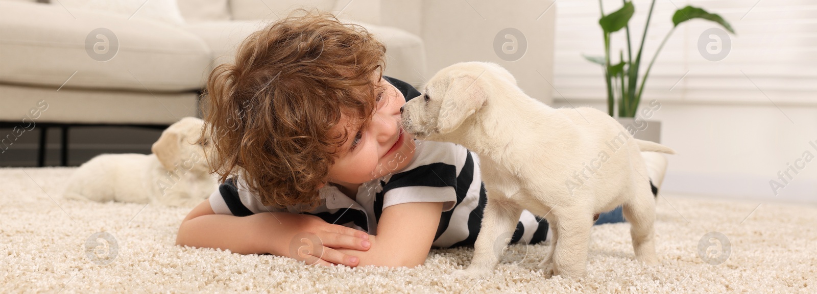 Image of Little boy with cute puppies on beige carpet at home. Banner design