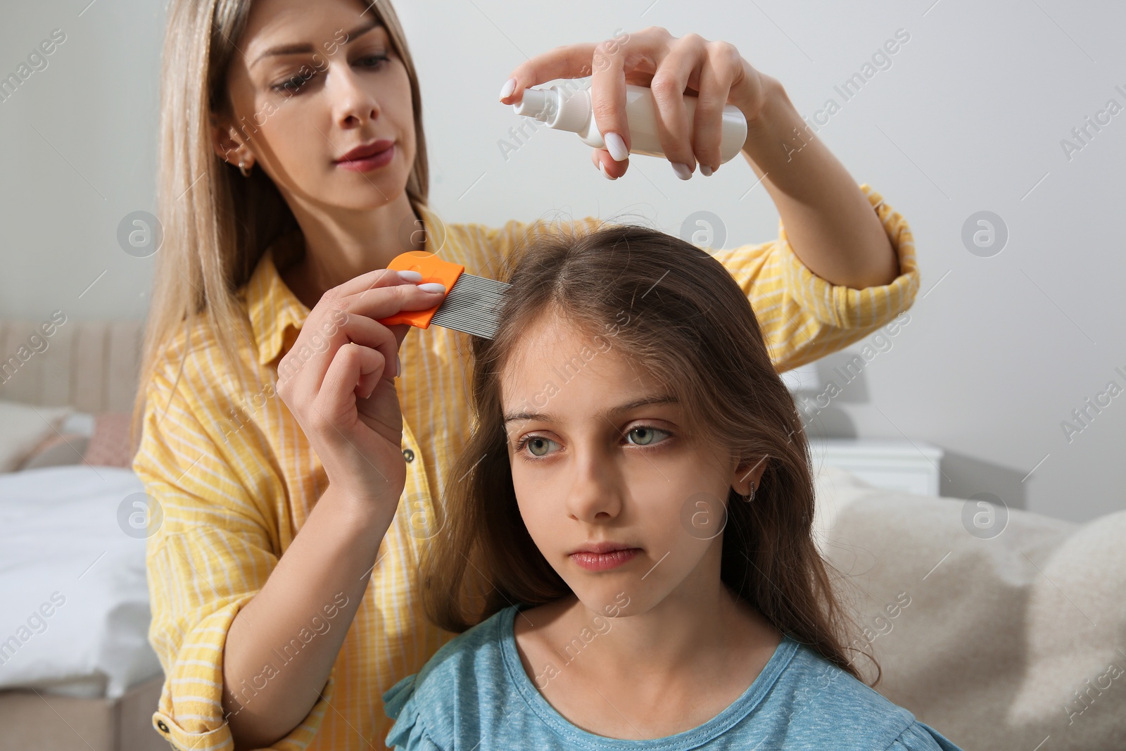 Photo of Mother using nit comb and spray on daughter's hair at home. Anti lice treatment