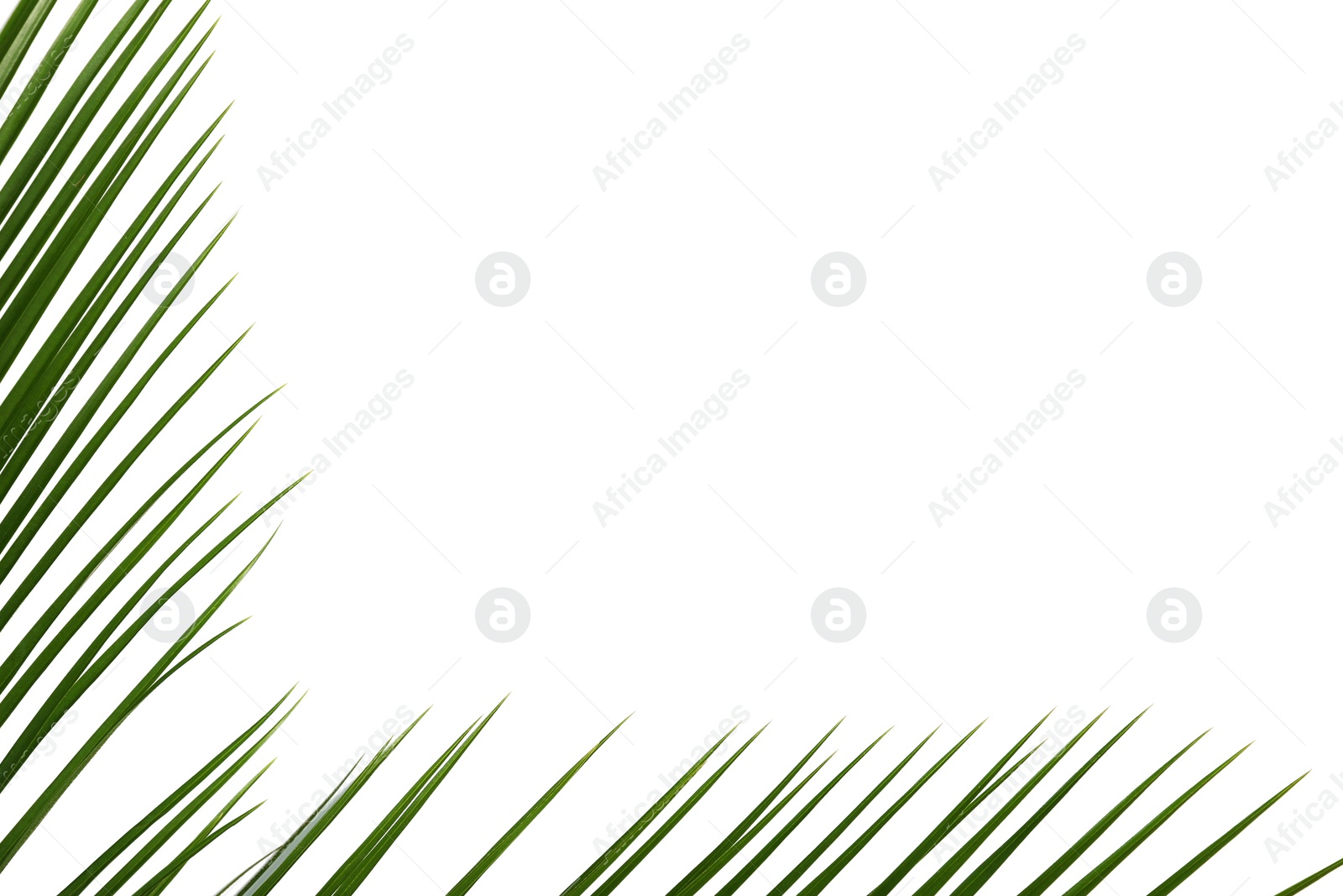 Photo of Fresh tropical date palm leaves on white background, top view