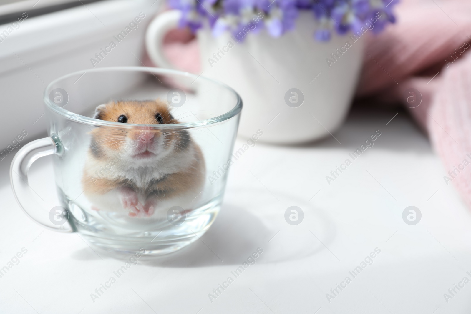 Photo of Adorable hamster in glass cup on window sill indoors. Space for text