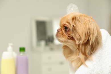Cute Pekingese dog with towel and shampoo bubbles on head in bathroom, space for text. Pet hygiene
