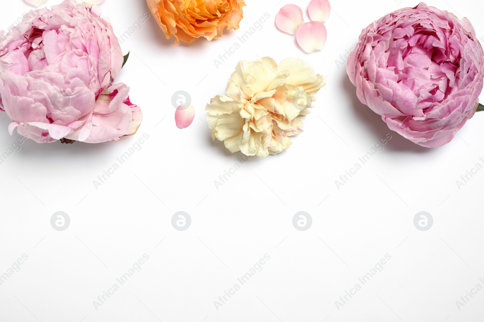 Photo of Beautiful floral composition with flowers on white background, flat lay. Space for text