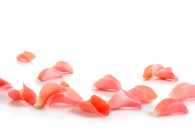 Beautiful rose petals on white background