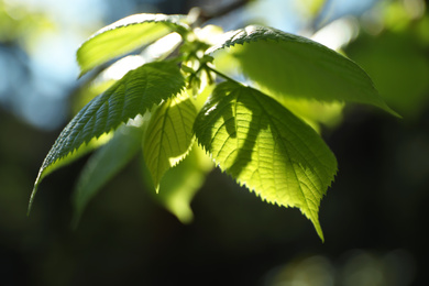 Photo of Tree branch with green leaves on sunny day