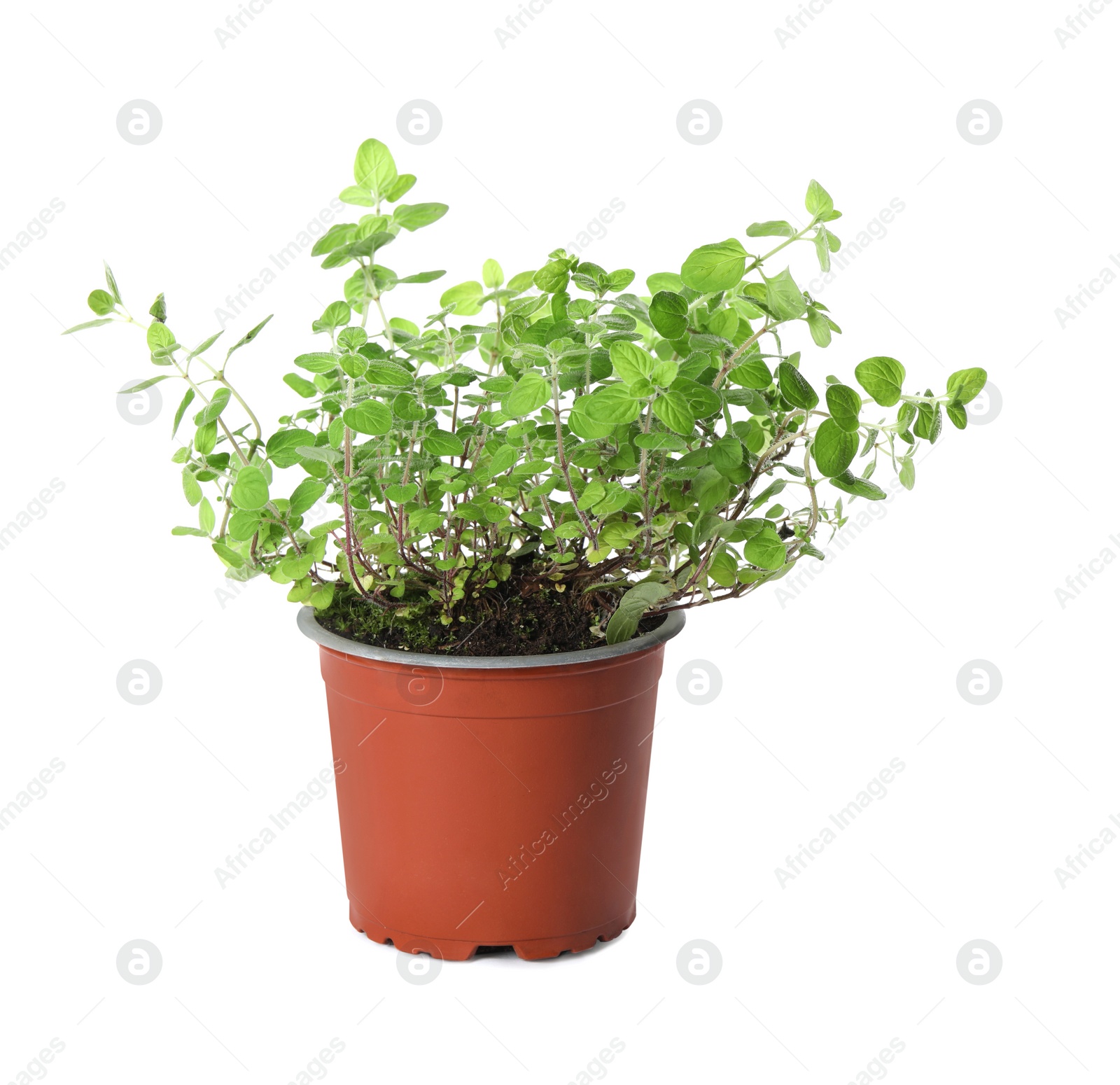 Photo of Aromatic green potted oregano isolated on white