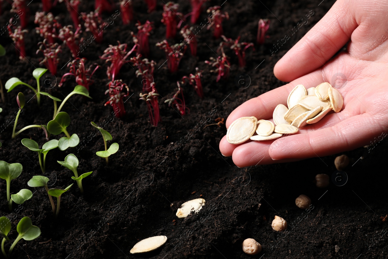 Photo of Woman planting pumpkin seeds into fertile soil, closeup. Vegetable growing