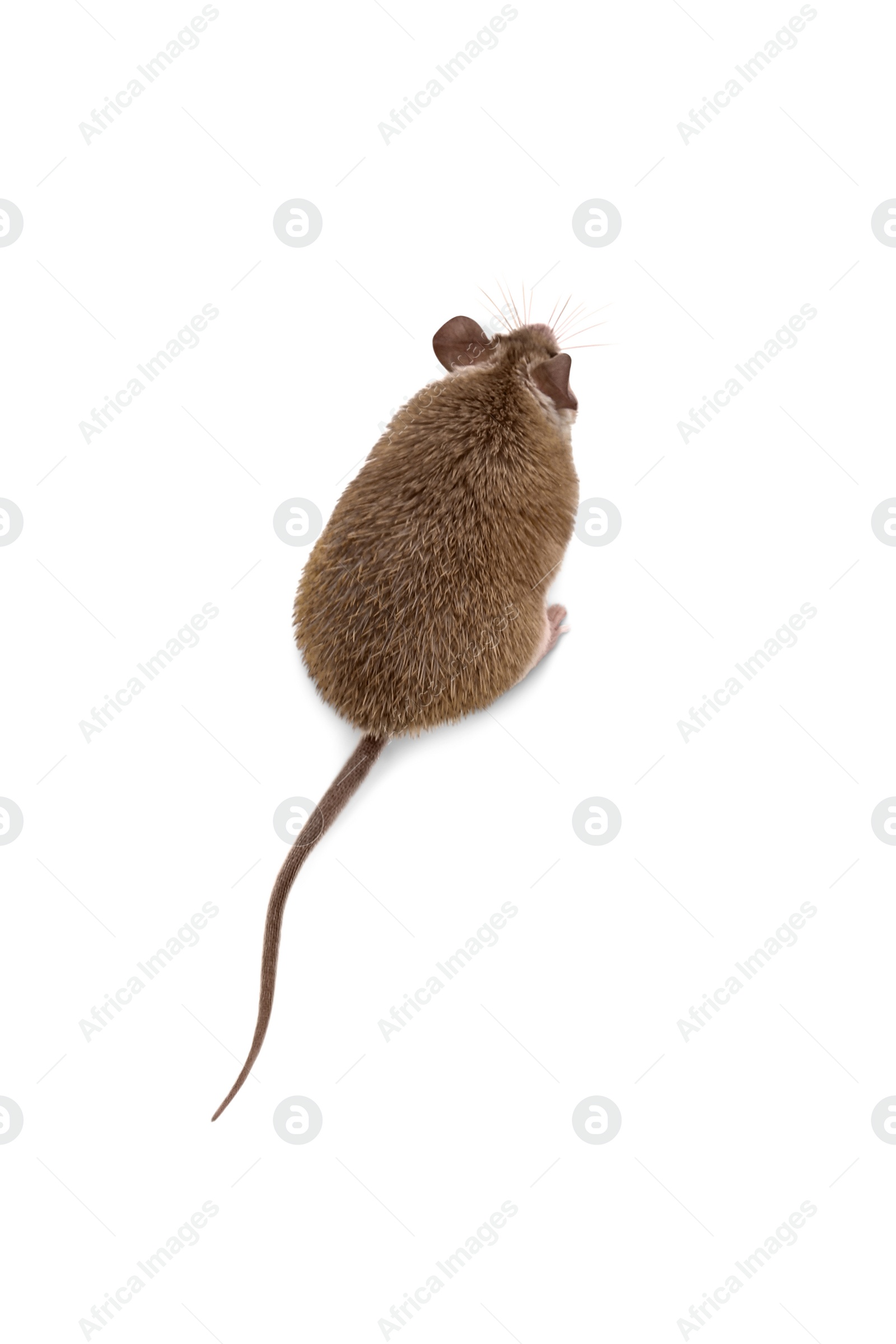 Photo of Small cute spiny mouse on white background