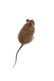 Small cute spiny mouse on white background