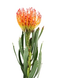 Beautiful protea flower on white background. Tropical plant