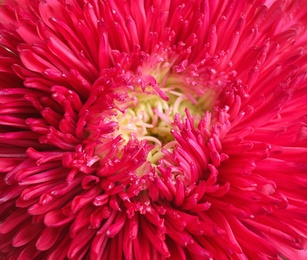 Photo of Beautiful crimson aster flower on white background, closeup