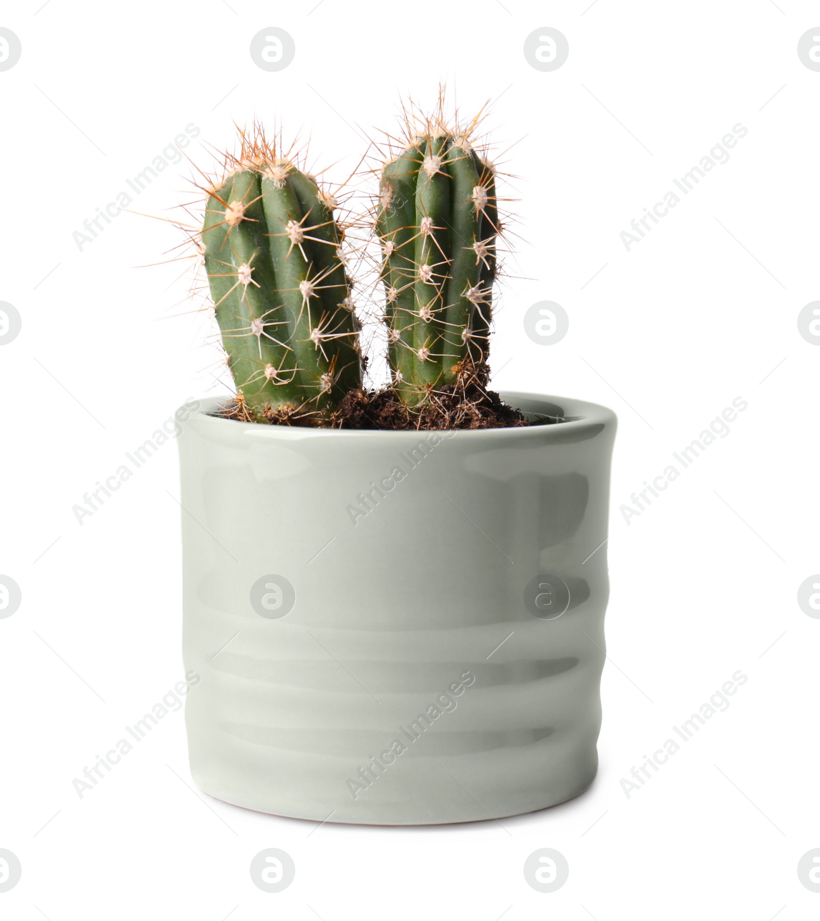 Photo of Beautiful green cacti in pot isolated on white