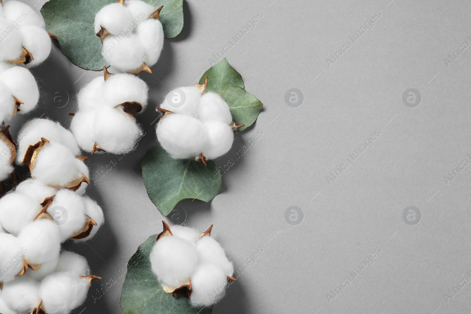 Photo of Cotton flowers and eucalyptus leaves on grey background, flat lay. Space for text