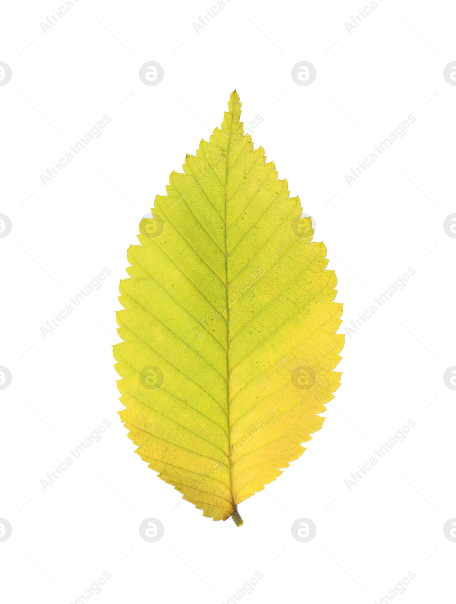 Photo of Dry leaf of elm tree isolated on white. Autumn season