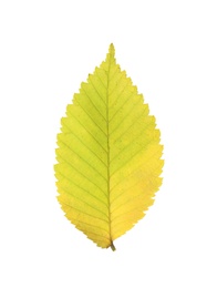 Photo of Dry leaf of elm tree isolated on white. Autumn season