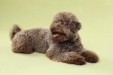 Cute Toy Poodle dog on green background