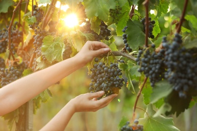 Photo of Woman picking fresh ripe juicy grapes in vineyard, closeup