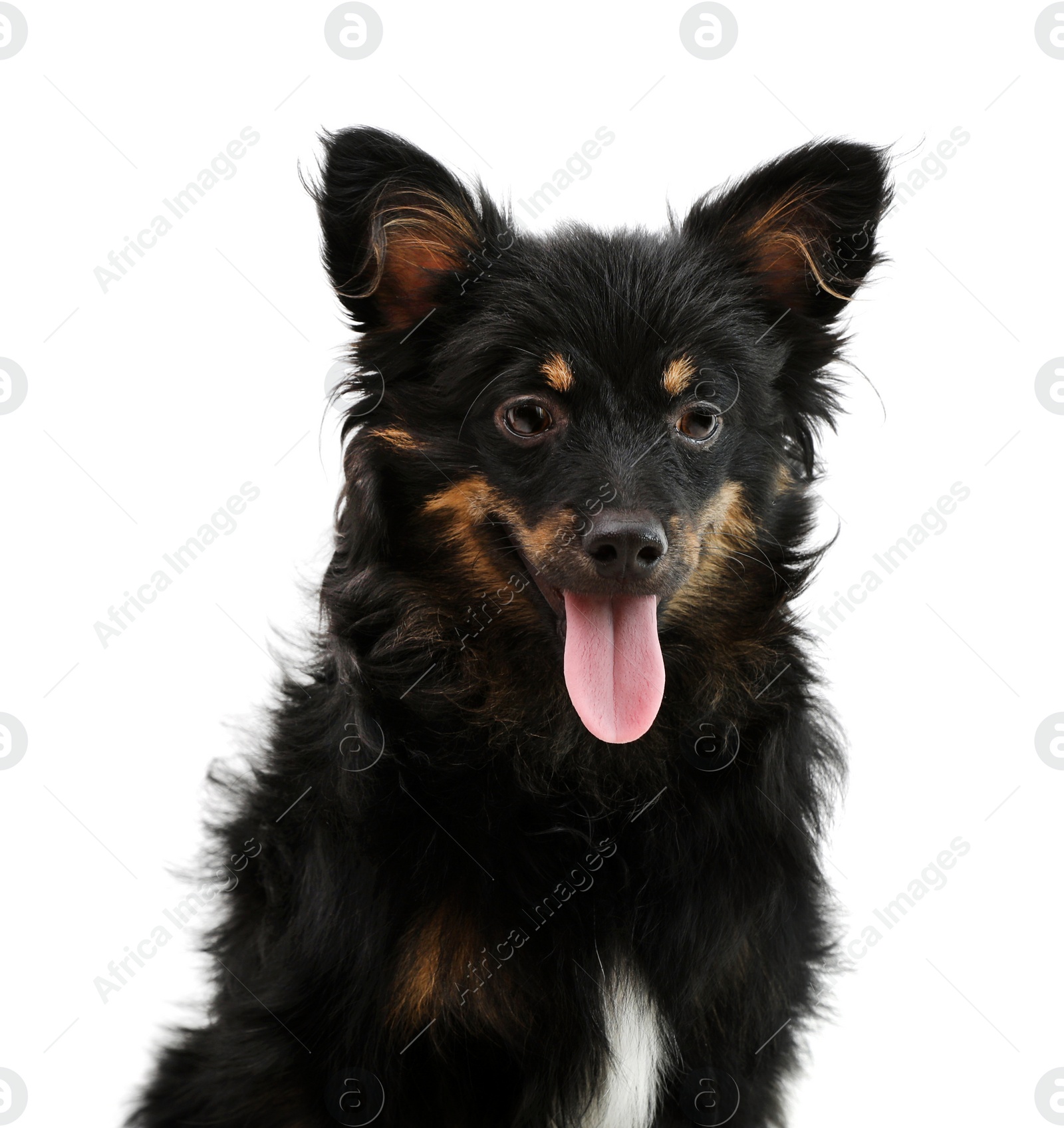 Photo of Cute long haired dog on white background